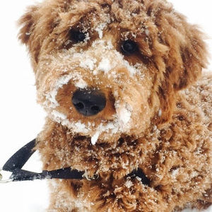 Meet your Posher, Bryn